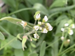 Tomostima cuneifolia