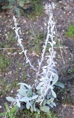 Pseudognaphalium microcephalum