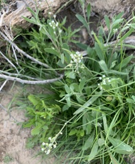 Tomostima cuneifolia