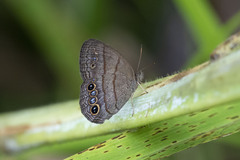 Yphthimoides maepius