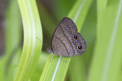 Yphthimoides maepius