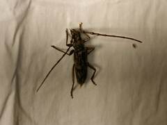 Phoracantha semipunctata