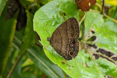 Yphthimoides maepius