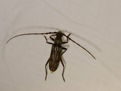 Phoracantha semipunctata