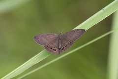 Yphthimoides maepius