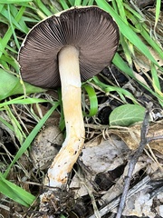 Agaricus kerriganii