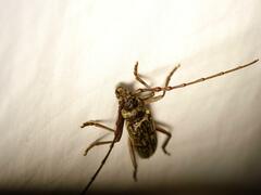 Phoracantha semipunctata