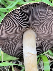Agaricus kerriganii