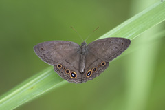 Yphthimoides maepius