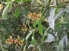 Palicourea padifolia