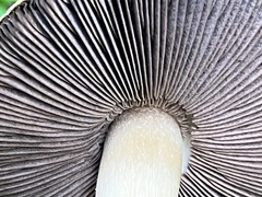 Agaricus kerriganii