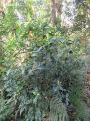 Palicourea padifolia