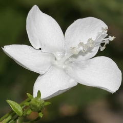 Hibiscus peralbus