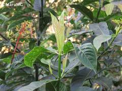 Palicourea padifolia