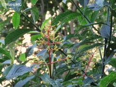 Palicourea padifolia