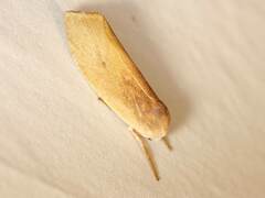 Cryptophasa rubescens