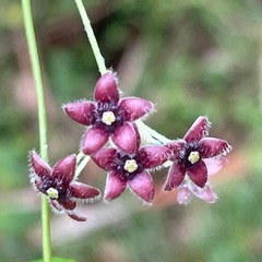 Vincetoxicum barbatum