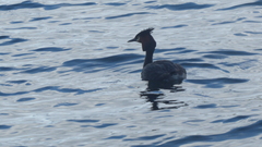 Podiceps cristatus australis