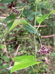 Vincetoxicum barbatum