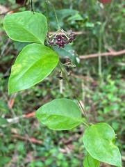 Vincetoxicum barbatum