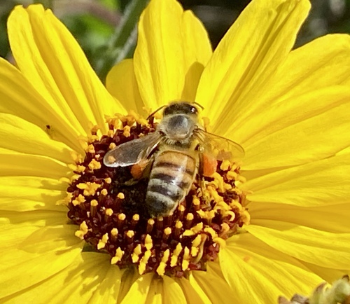 iNaturalist observation photo of Western Honey Bee