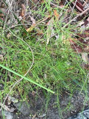 Platysace linearifolia