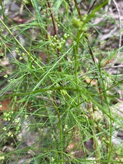 Platysace linearifolia