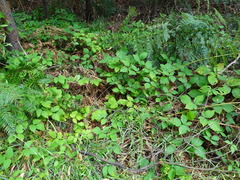 Rubus erythrops