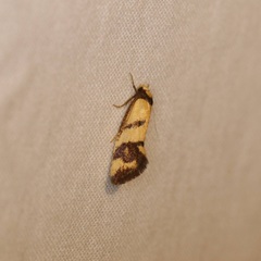 Olbonoma triptycha