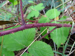 Rubus erythrops