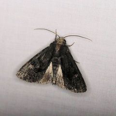 Neumichtis nigerrima