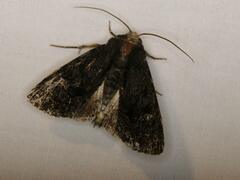 Neumichtis nigerrima