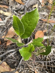 Olearia grandiflora