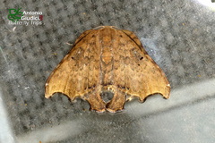 Thymistida tripunctata