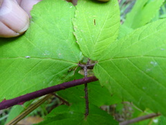 Rubus erythrops