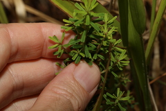Pultenaea retusa