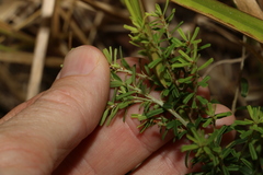 Pultenaea retusa