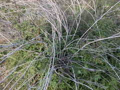 Phacelia distans