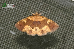 Tamba capatra