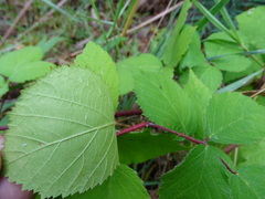 Rubus erythrops