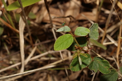 Desmodium rhytidophyllum