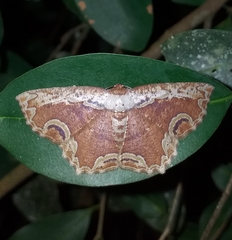 Sabulodes ornatissima