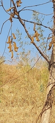 Mucuna pruriens