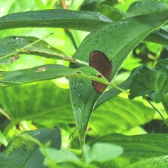 Elymnias hypermnestra