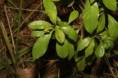Pittosporum ferrugineum