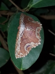 Sabulodes ornatissima