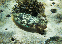 Sepia plangon