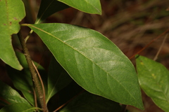 Pittosporum ferrugineum