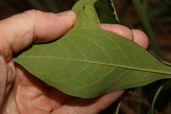 Pittosporum ferrugineum