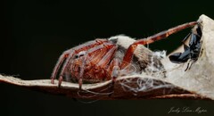 Phonognatha graeffei